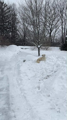 Dog won't budge from snow pile until owner realizes someone tiny needs help
