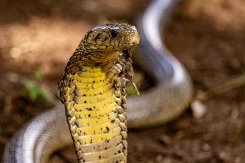 Cobras are traveling by train and spreading across India