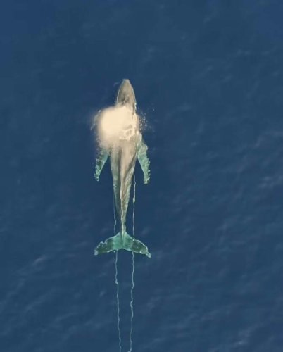 Photographer sees whale dragging 200-foot rope and realizes something is very wrong
