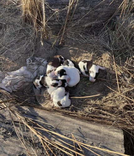 Rescuers follow 3 dogs through wilderness to a pile of tiny puppies