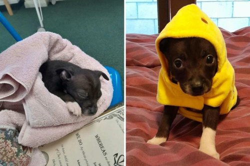 Shelter tells man chihuahua would stay tiny, 40lbs later he demands answers