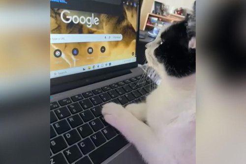Cat hijacks owner's Google search in adorable video