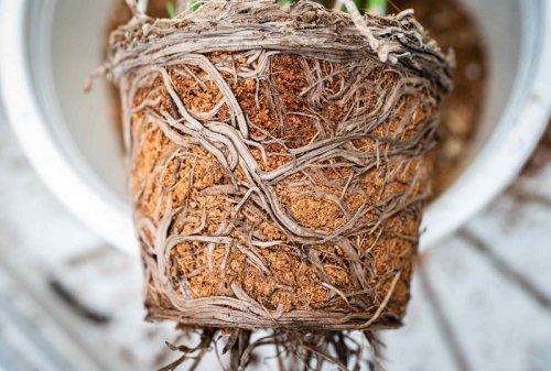 Top 7+ houseplants that actually do better when root-bound