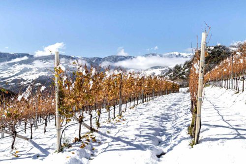 From Olympic powder to Alpine pour: Inside Alto Adige wine country&rsquo;s mountain terroir