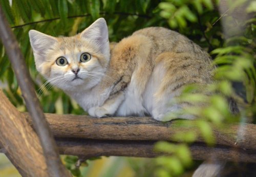 Erie Zoo mourns sand cat Wendy. What zoo officials say happened