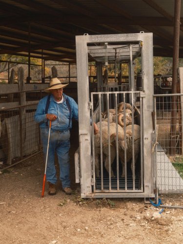 When coyotes threatened livestock on central Texas ranches, the solution was to unlock an ancient ability in dogs