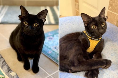 Hearts melt over unusual double-eared foster kitten in need of a home