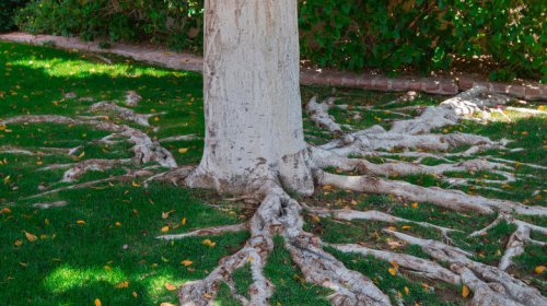 The 10 best ways to hide unsightly tree roots in your yard