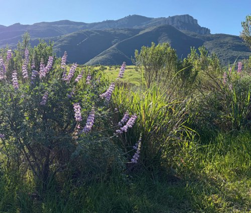 When will the wildflower bloom peak?, Where can you see wildflowers now?, 1. Santa Monica Mountains, 2. Ventura hillsides, 3. Channel Islands National Park, What to know about local wildflower blooms, and where to see them