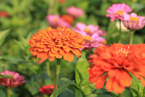 Top 7+ flowers that give you more blooms every time you snip them