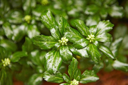 Top 12+ invasive groundcover plants you should never grow