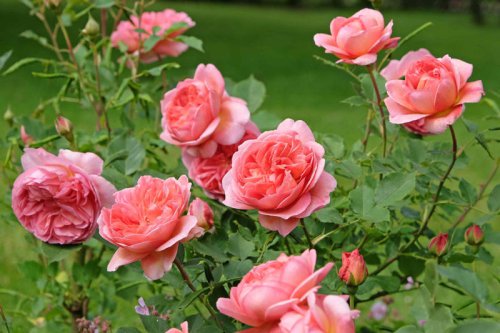 Top 6+ perennials you should cut back in March (and the ones you should leave alone)