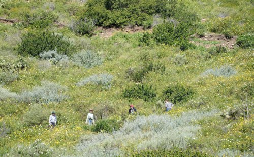 Ventura preserve opens with new trail, wildflowers in bloom