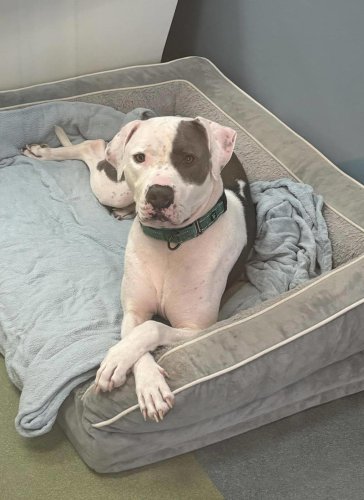Dog spends 700 days in shelter for being different &mdash; then meets someone who gets it