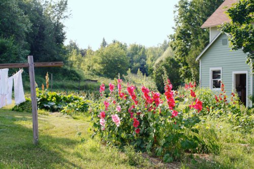 Hollyhocks, Delphiniums, Foxgloves, Peonies, Masterwort, Roses, The secret to a cottage garden that comes back more beautiful every year