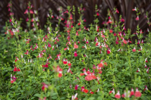 Hydrangeas, Rose of Sharon, Landscape Roses, Weigela, Salvia 'Hot Lips', Top 5+ shrubs with long-blooming flowers for color that lasts all season