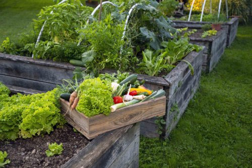 Top 5+ beginner-friendly vegetables that thrive in raised garden beds
