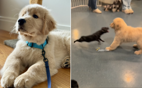 Watch as golden retriever vs. chihuahua showdown happens at doggy day care
