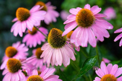 Top 11+ perennials you can plant in clay soil