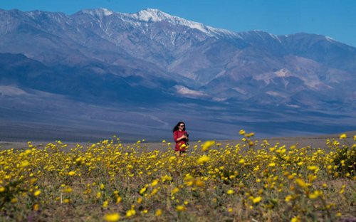 Hottest place on Earth covered in rare blanket of flowers