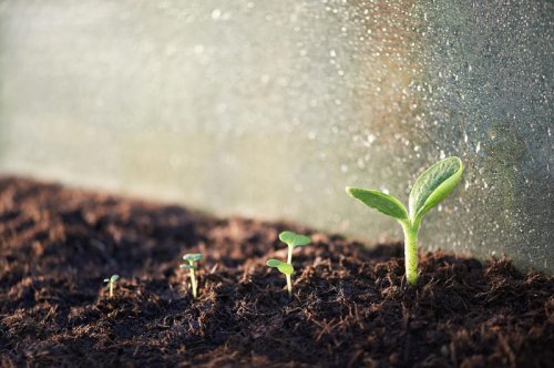 Top 11+ classic plants grandma planted every spring