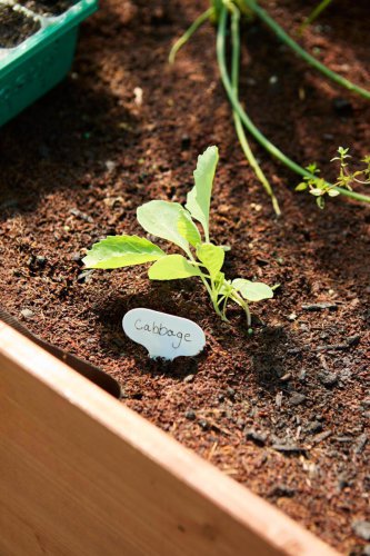 Gardeners are using greenhouses to grow more than ever&mdash;and some cost less than $45