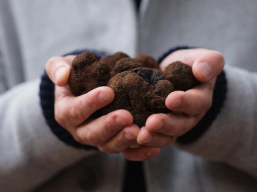Hunt for some of Australia&rsquo;s best truffles on this dog-led adventure