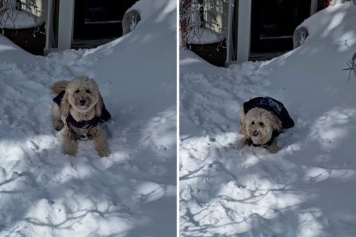 Goldendoodle turns snow day into one-dog show&mdash;wins pet of the week