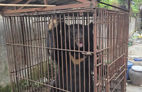 He lived in a tiny cage for 27 years &mdash; now he's seeing the sky for the first time