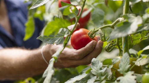 Top 10+ plants you should never grow next to your tomatoes