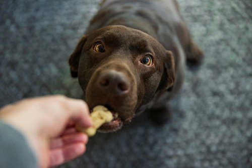 Love golden retrievers? Here are 10 similar dog breeds to consider