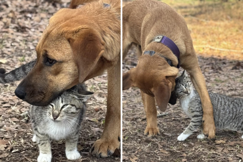 Hearts melt as rescue dog adopts stray kitten, and owner can't say no