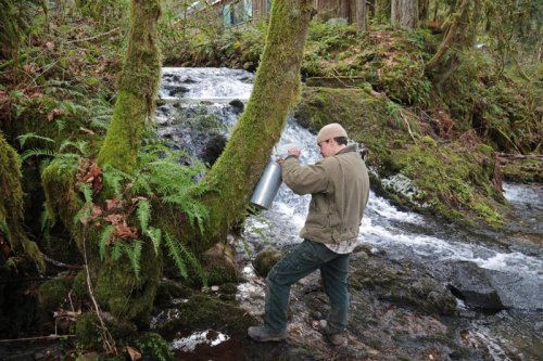 Maple syrup from the Pacific Northwest? Bigleaf maple syrup industry is on the rise
