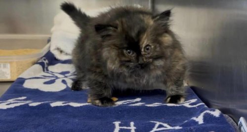 Veterinarian can't believe his eyes when he meets a kitten filled with air