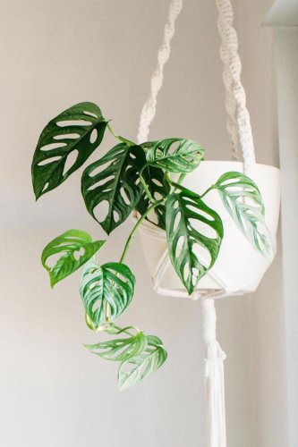 Top 15+ best indoor plants for your home and lifestyle: Easy, low-maintenance houseplants
