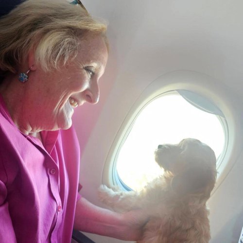 Can't fly with your pet? A 'flight nanny' might be the solution.