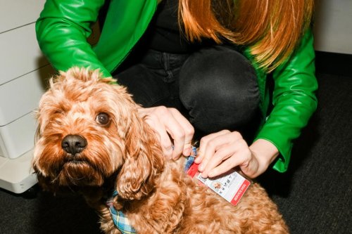I got my cavapoo a fake service dog badge. He never got carded.