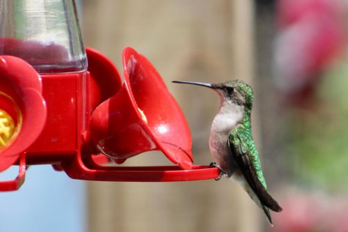 Are hummingbirds in Michigan?, How to make nectar for hungry hummingbirds, How often should you clean and change your feeder?, Where should you place your hummingbird feeder?, Hummingbirds are here. How to bring them to your window