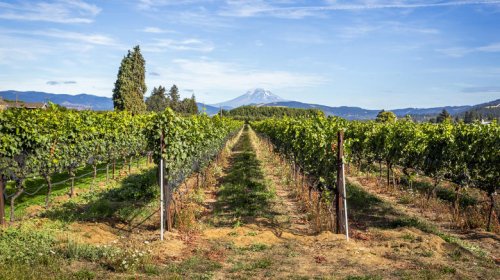 Top 5+ must-visit Pacific Northwest wineries that could pass for the Italian countryside, according to tourists