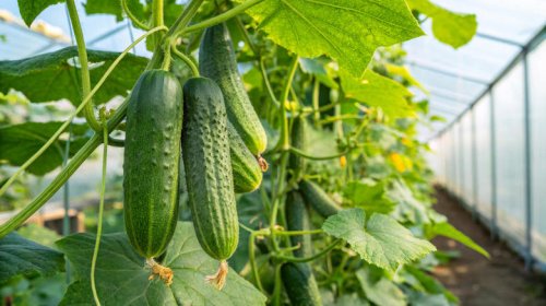 Top 15+ companion plants you'll love growing next to cucumbers in your garden