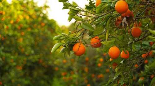 Florida oranges are on the decline in 2026 &mdash; why you might not see them at the grocery store