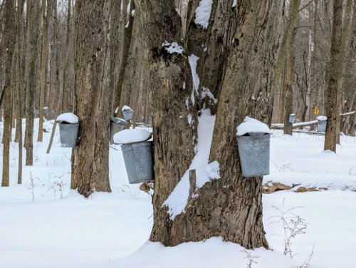 Cold St. Patrick&rsquo;s Day gives Ohio maple syrup makers final boost