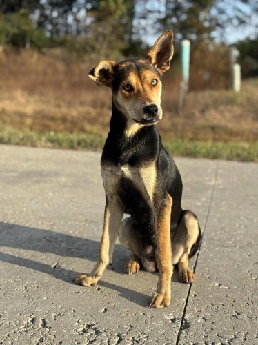Rescuer follows stray dog to pile of trash and finds the littlest babies inside
