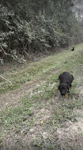 Puppies dumped on dirt road jump into rescuers' arms when they realize they&rsquo;re safe