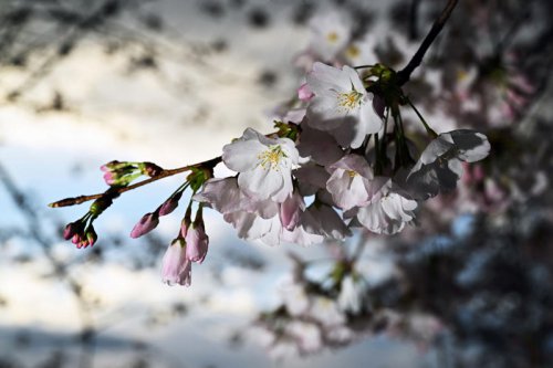 Everything you need to know about seeing the cherry blossoms in DC