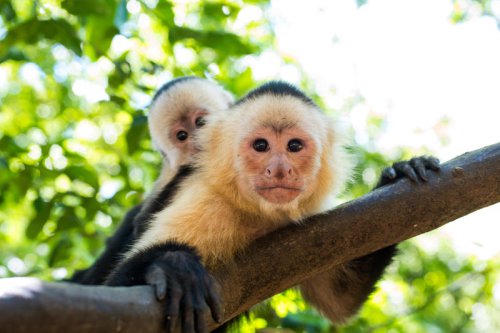 Thinking about a pet monkey in Rhode Island? State law says no