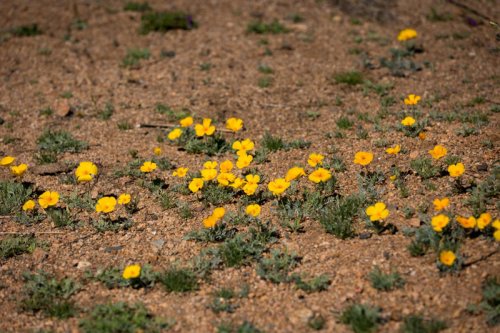 El Paso's Poppies Fest offers new shuttle, activities
