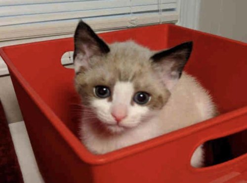 Cat with 'alien' eyes is unlike anything shelter staff has ever seen