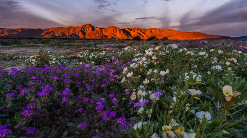 Think you missed the superbloom? These 5 spots say otherwise.