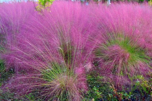Top 10+ low-maintenance perennial grasses that look beautiful year after year